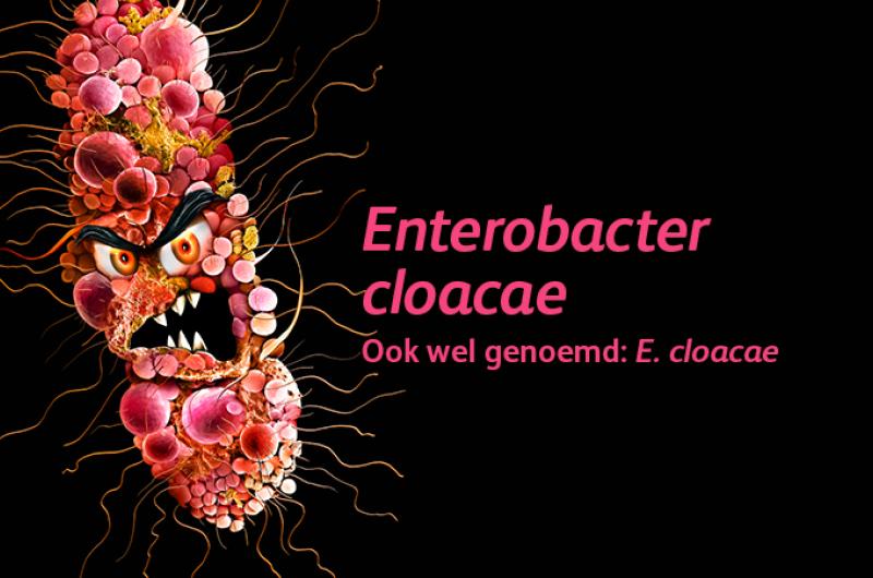 Enterobacter cloacae